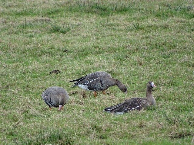 球员可能为 球员可能为
